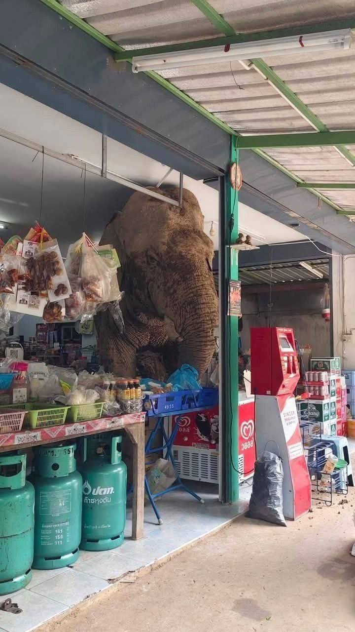 Слон в магазине за сладостями и яйцами
